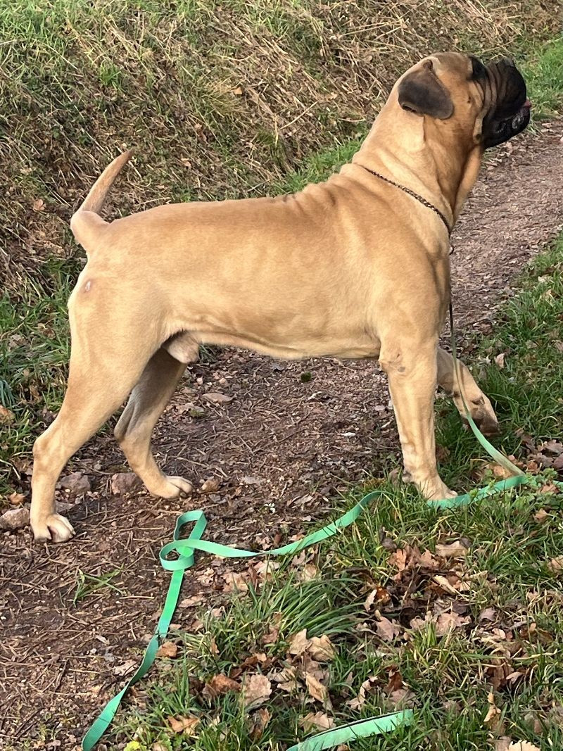 Vercingetorix nikobull's (Sans Affixe)