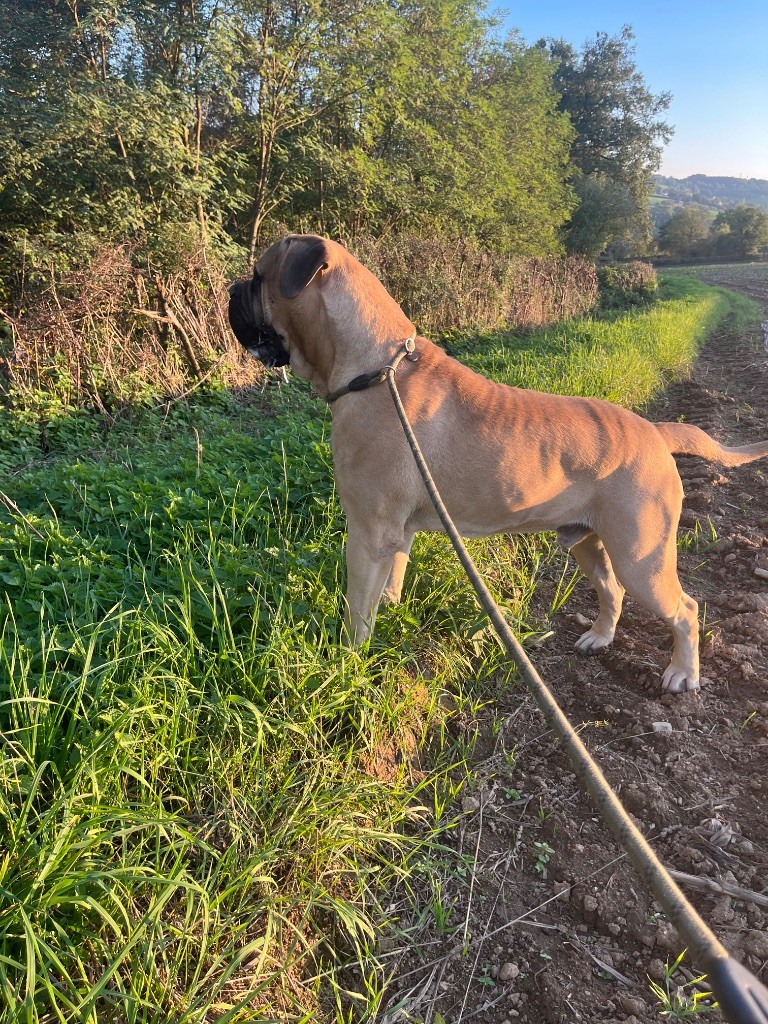 Vercingetorix nikobull's (Sans Affixe)