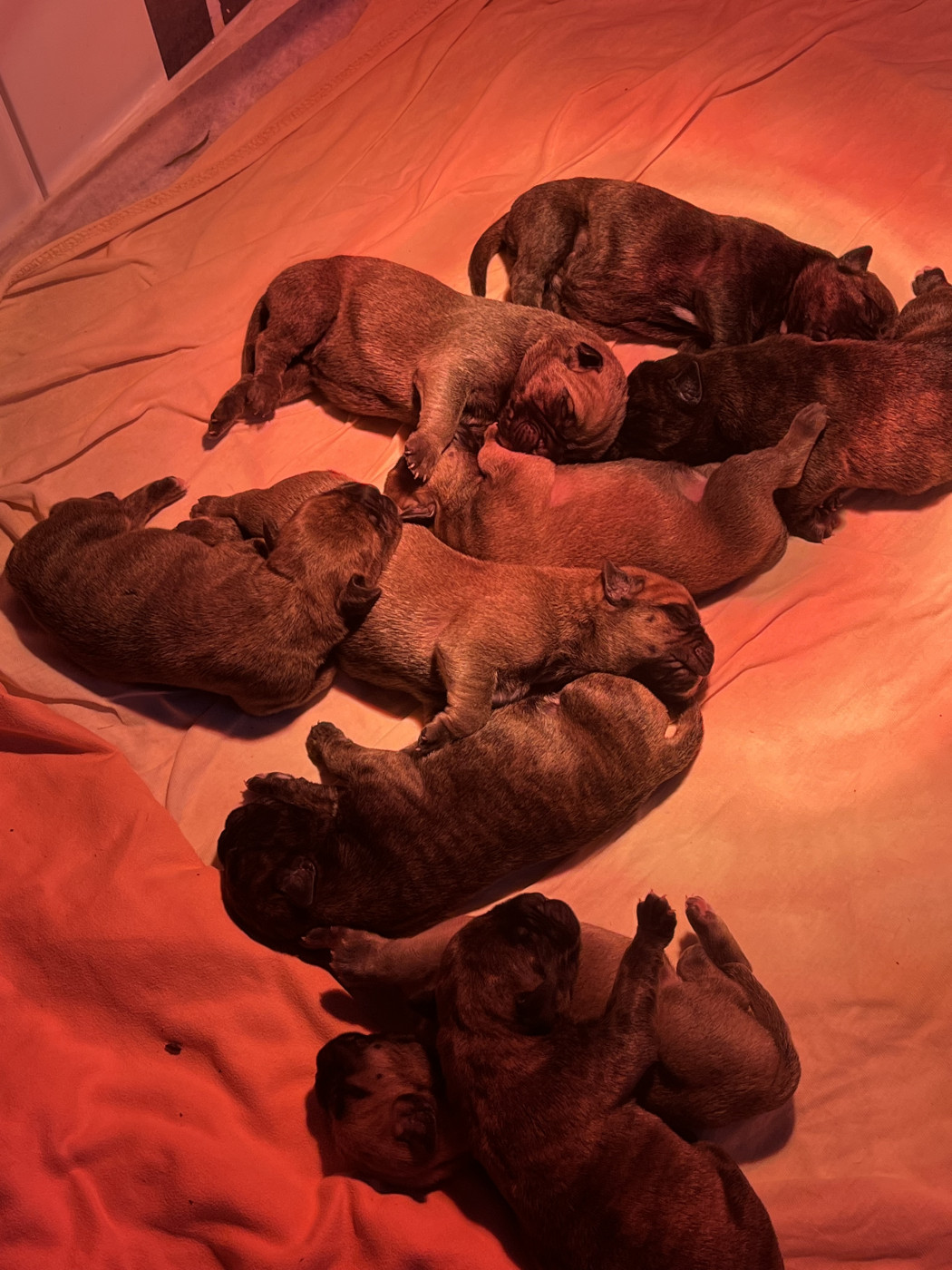 Chiot Bullmastiff Nikofarm Star